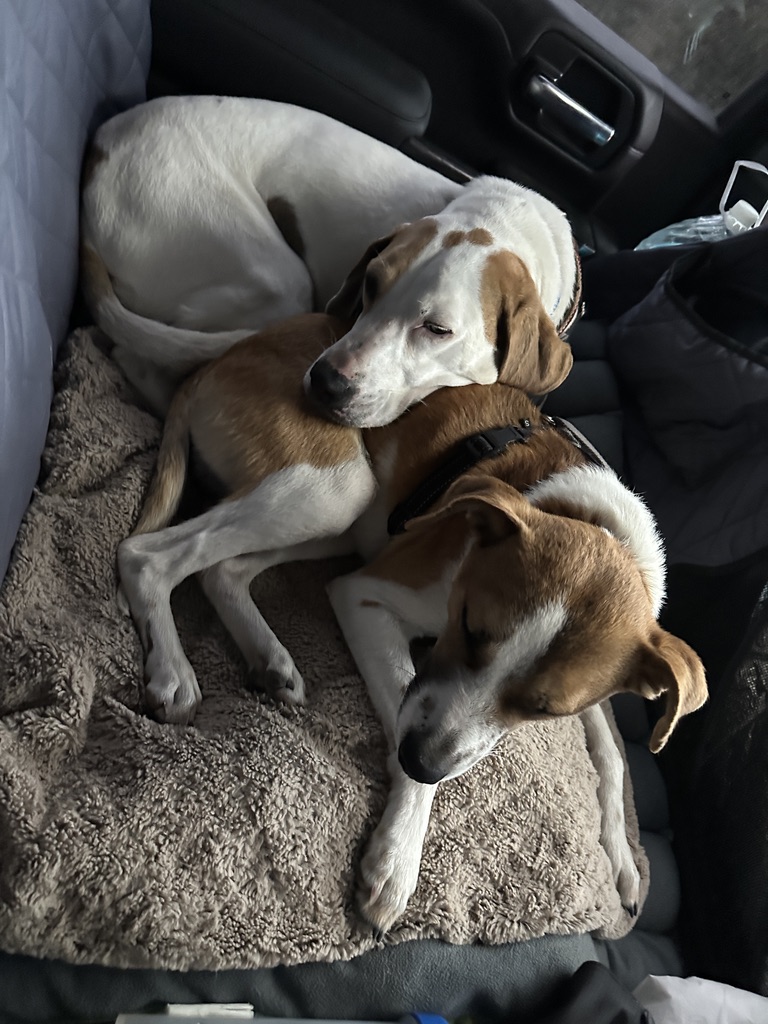 Luna and Xirco snuggling